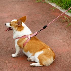 Pet traction rope